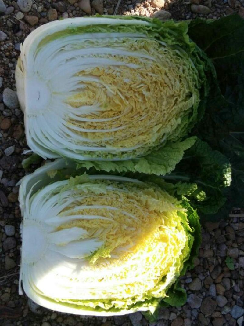河北黄心娃娃菜