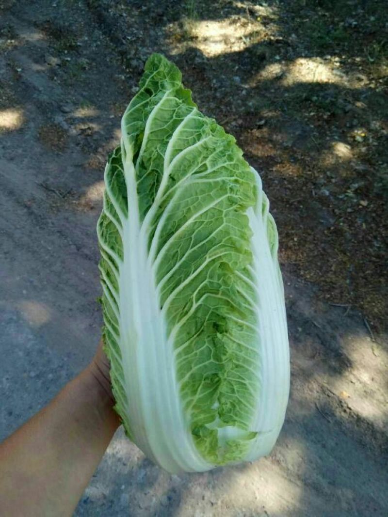 娃娃菜3~4两以上