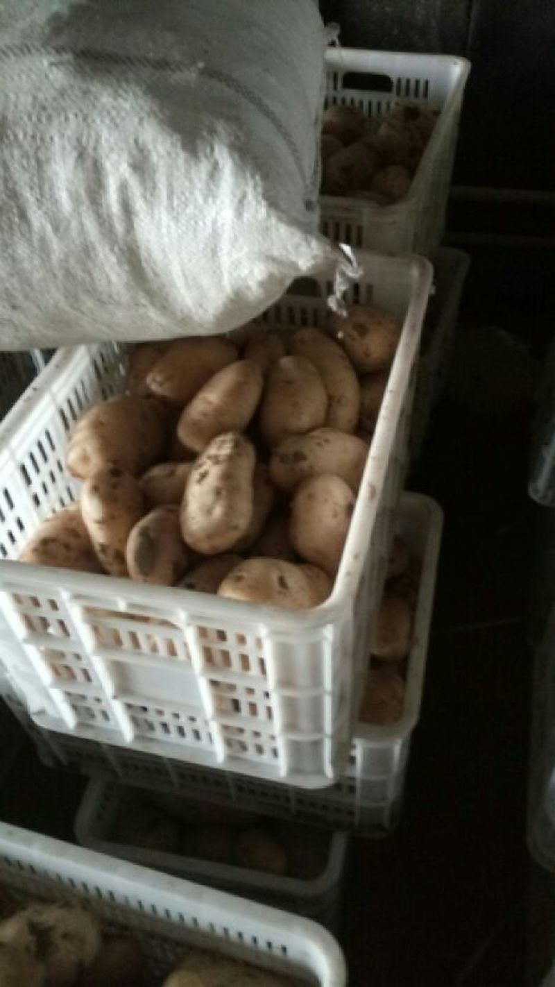 供应土豆