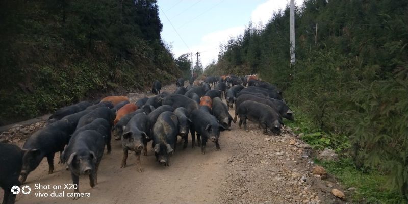 凉山乌金猪，放养基地，峨边解放埂。
