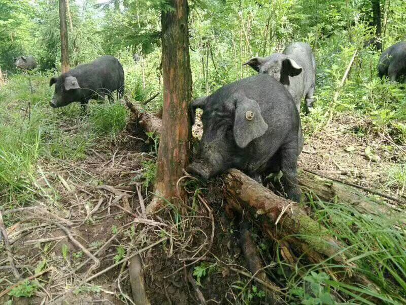 凉山乌金猪，放养基地，峨边解放埂。