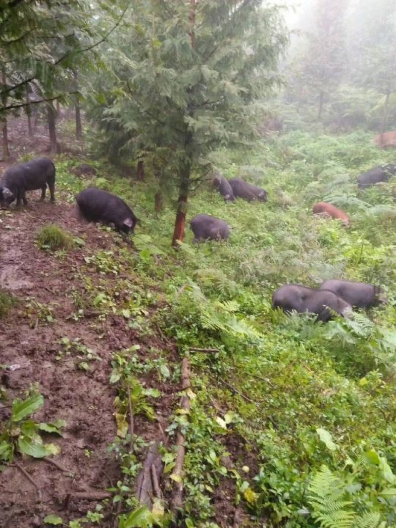 凉山乌金猪，放养基地，峨边解放埂。