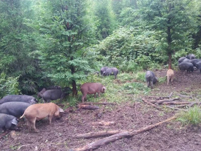 凉山乌金猪，放养基地，峨边解放埂。