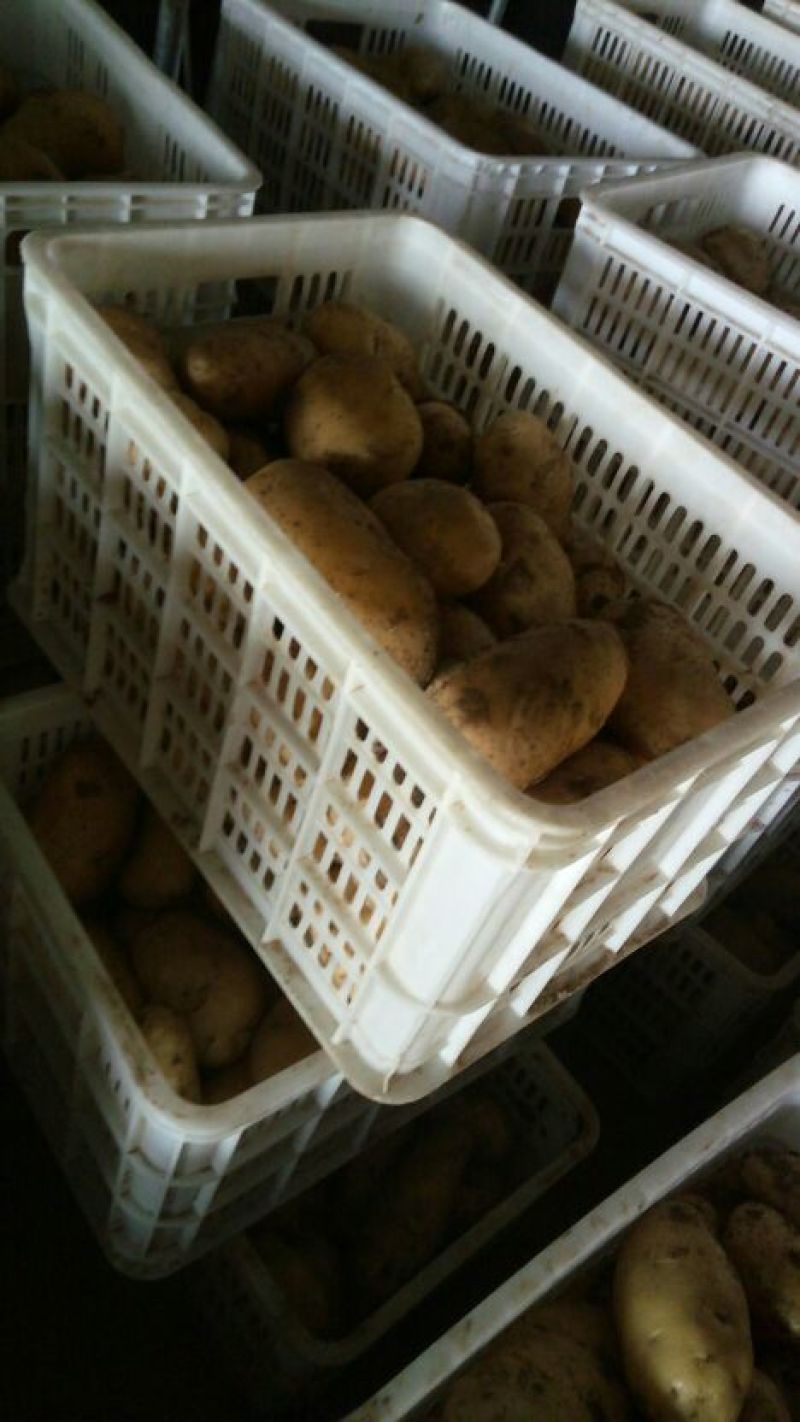 供应土豆