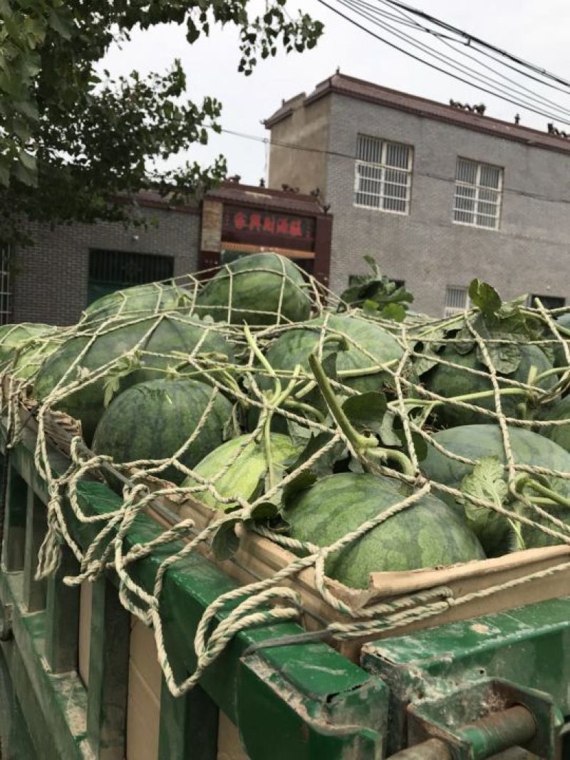 冠龙西瓜，籽播苗，不嫁接，大红壤，适合全国市场