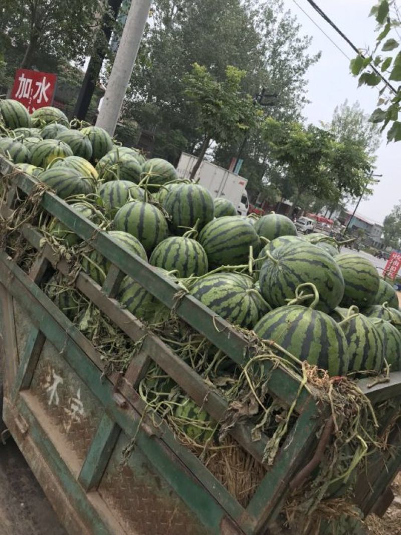 冠龙西瓜，籽播苗，不嫁接，大红壤，适合全国市场