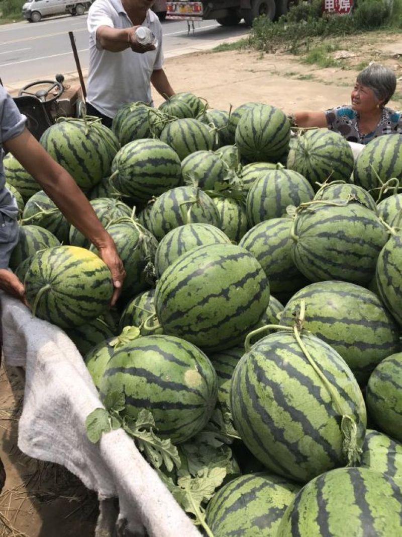 冠龙西瓜，籽播苗，不嫁接，大红壤，适合全国市场