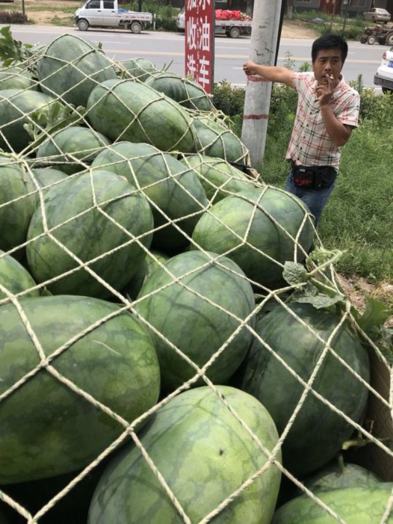 冠龙西瓜，籽播苗，不嫁接，大红壤，适合全国市场