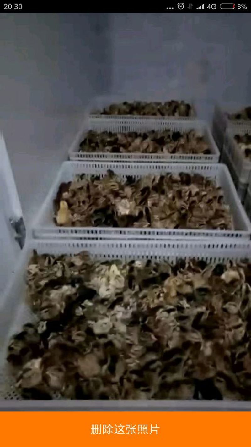 华北柴鸡和改良鸡