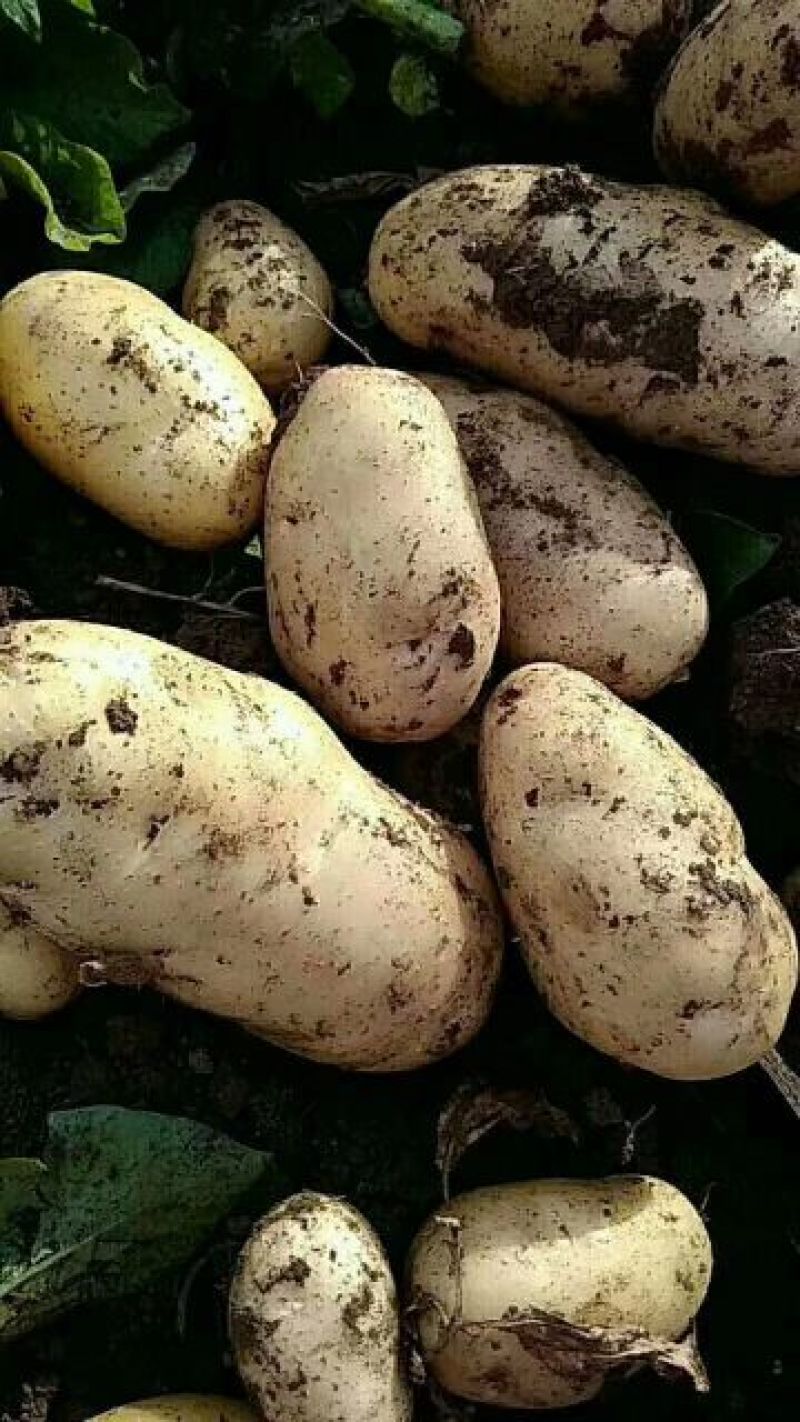 土豆荷兰十五产地直供货源充足代发全国保证质量
