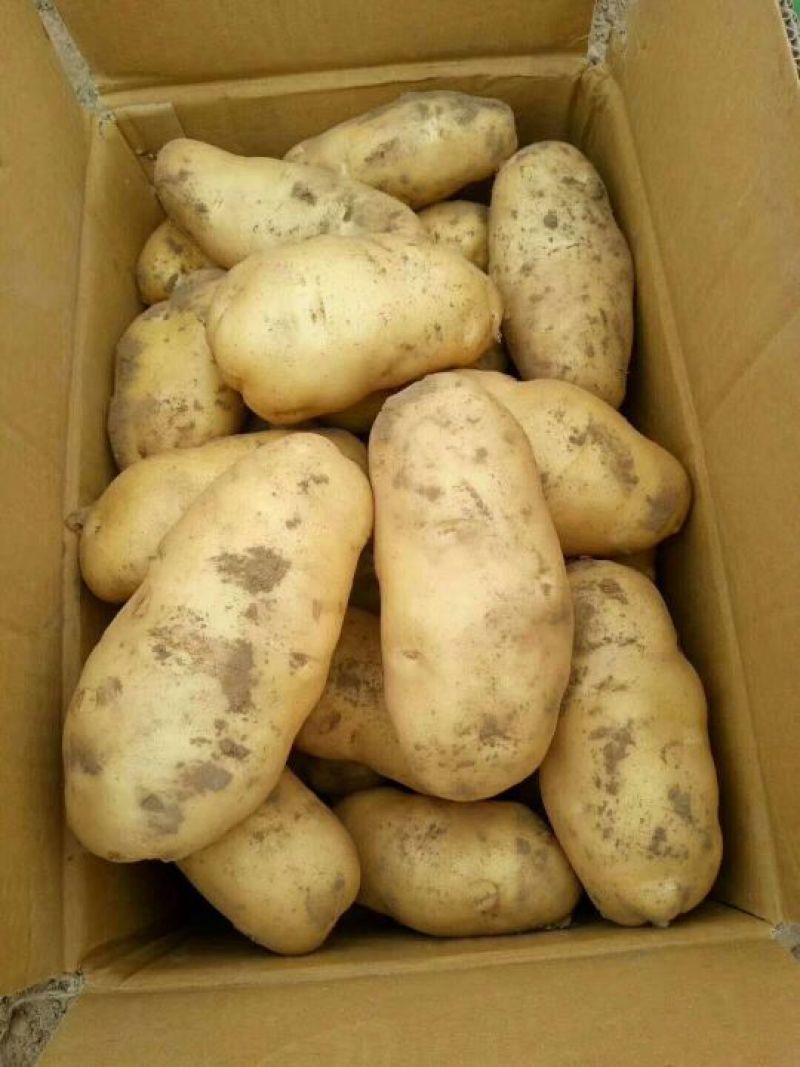 土豆荷兰十五产地直供货源充足代发全国保证质量