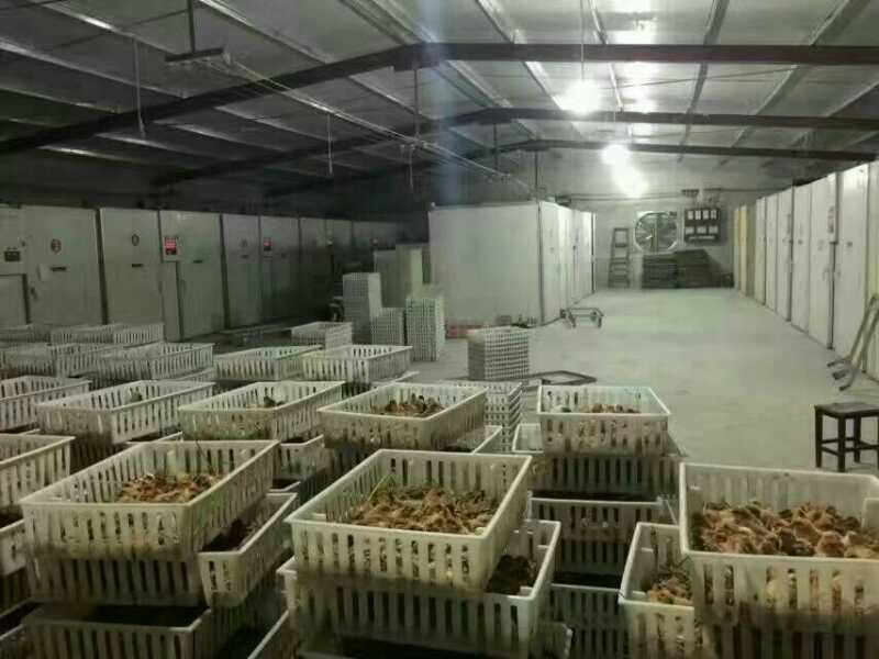 黑羽红冠，血毛鸡苗，红毛公鸡