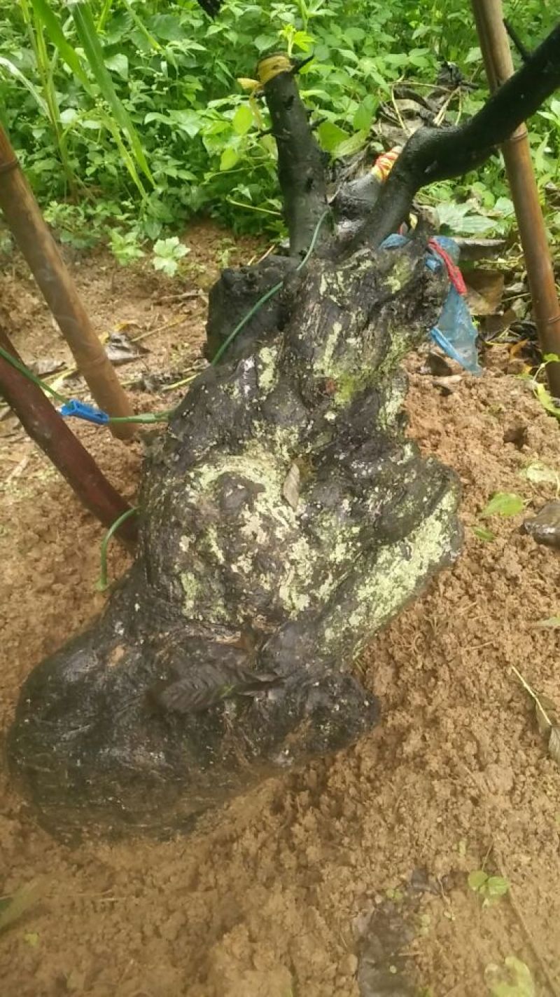 金弹子