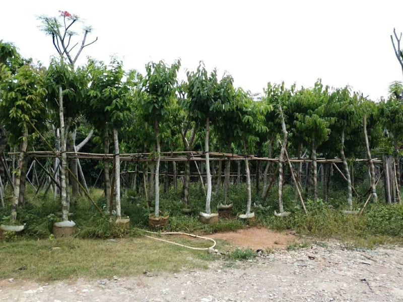 出售大叶紫薇移植袋苗5-15公分需要的老板联系