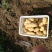 荷兰15土豆大量有货个头足山东精品现挖现发一手货源