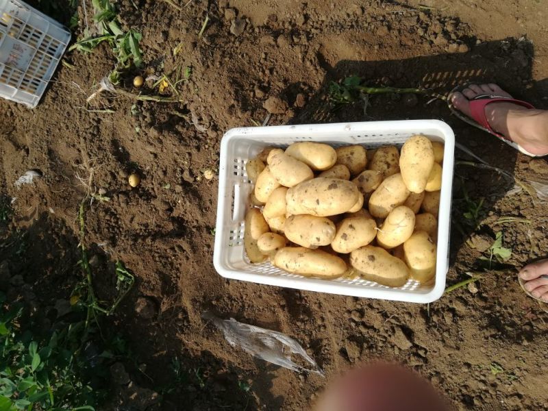 荷兰15土豆大量有货个头足山东精品现挖现发一手货源