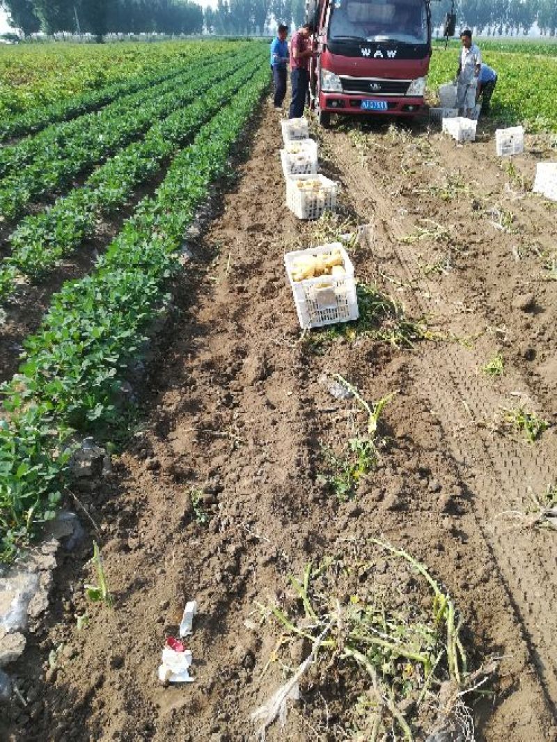 荷兰15土豆大量有货个头足山东精品现挖现发一手货源