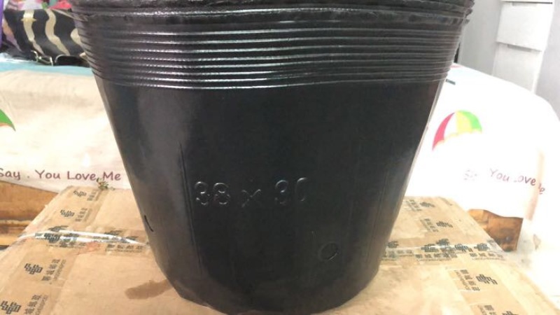 河北直销现货速发育苗用品育苗钵营养碗育苗碗