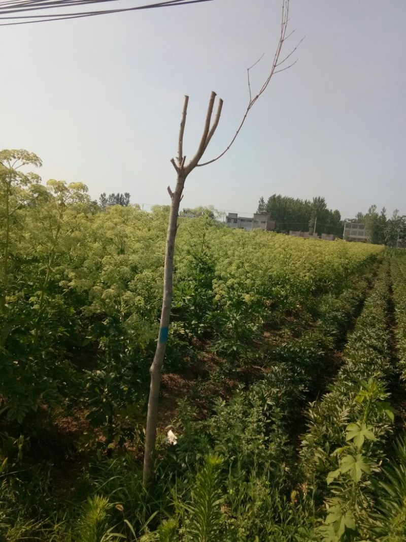 白芷种子，纯新两年白芷种子，品质保证，质量保证，诚信经营