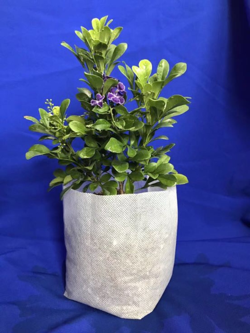 植树袋美植袋，育苗袋，无纺布植树袋，无纺布育苗容器