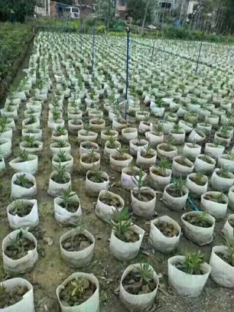 植树袋美植袋，育苗袋，无纺布植树袋，无纺布育苗容器