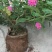 植树袋美植袋，育苗袋，无纺布植树袋，无纺布育苗容器