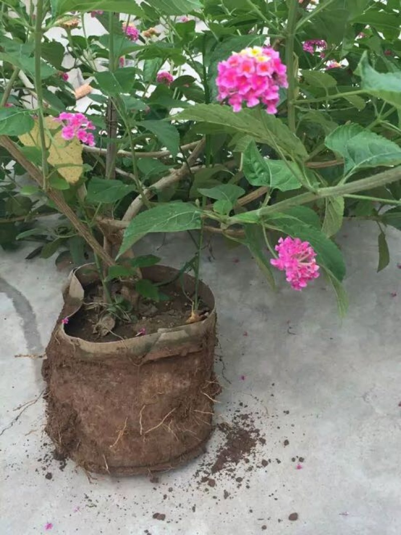 植树袋美植袋，育苗袋，无纺布植树袋，无纺布育苗容器