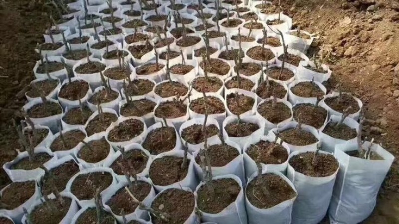 植树袋美植袋，育苗袋，无纺布植树袋，无纺布育苗容器