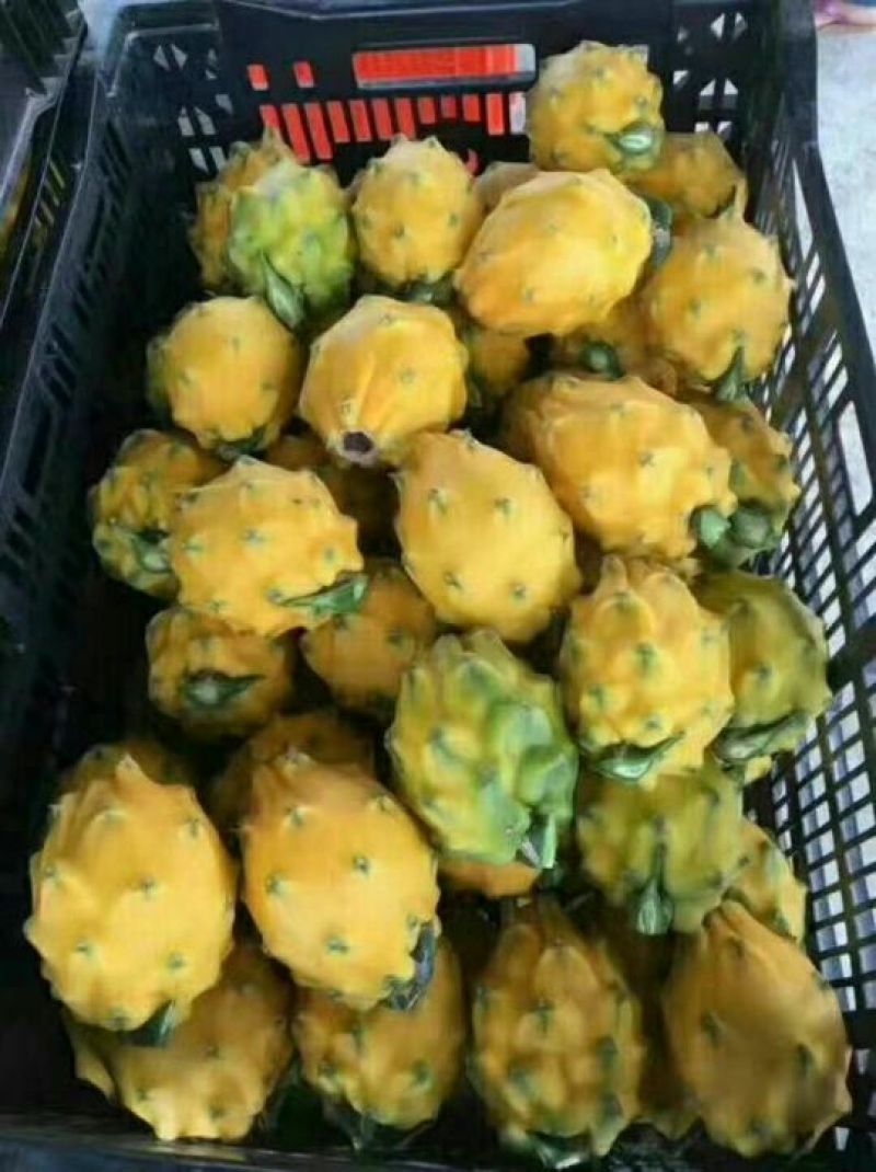 黄龙果苗，麒麟果苗，枝条苗燕窝果苗燕窝火龙果苗