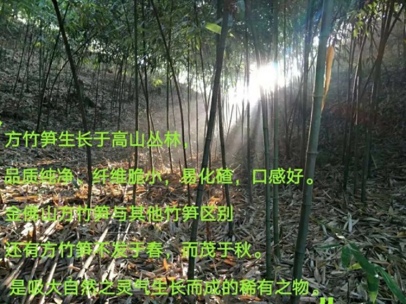 金佛山方竹笋专卖，欢迎采购。