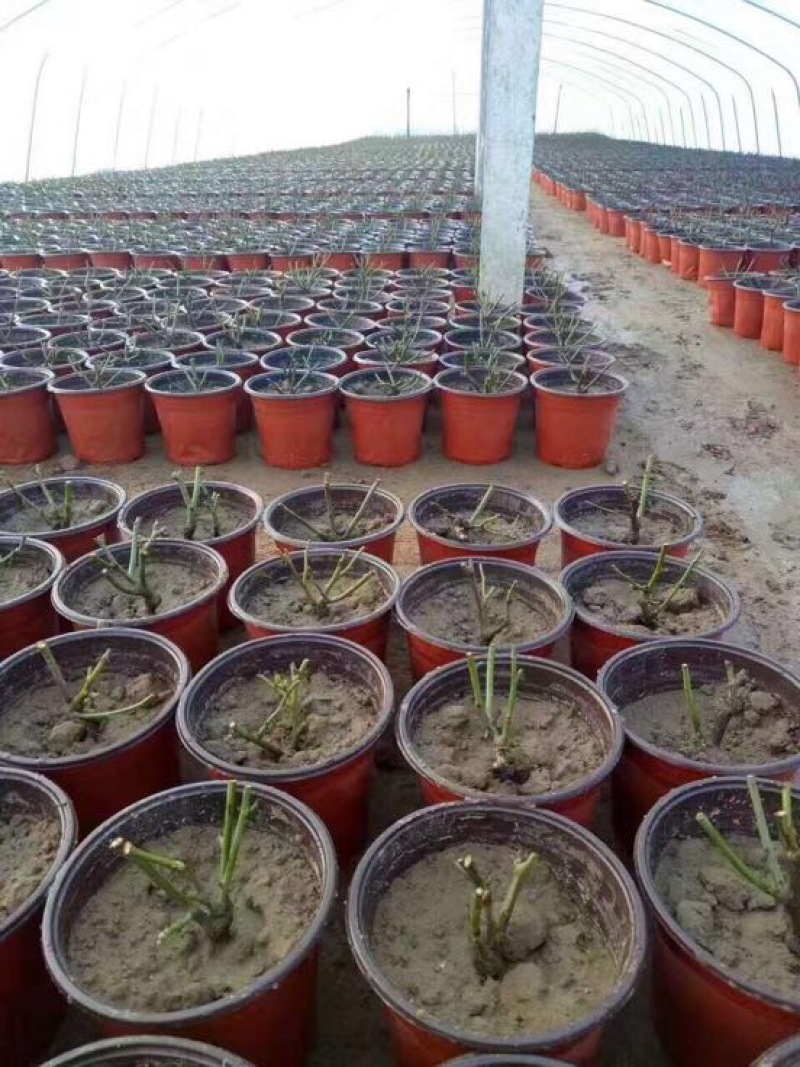 河北育苗用具双色盆双色软花盆外洪内黑花盆吸塑花盆