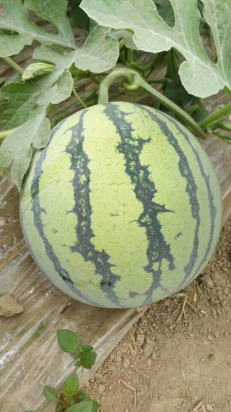 8424二茬有籽瓜
