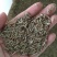 牧草种子黑麦草种子多年生草种