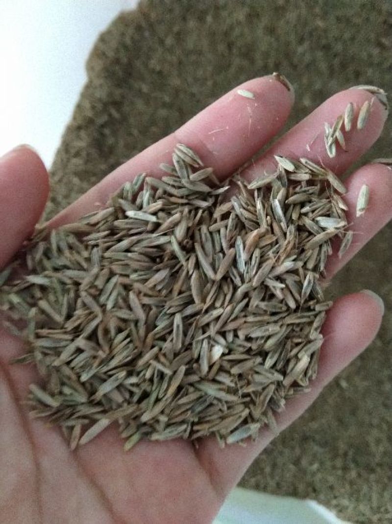 牧草种子黑麦草种子多年生草种