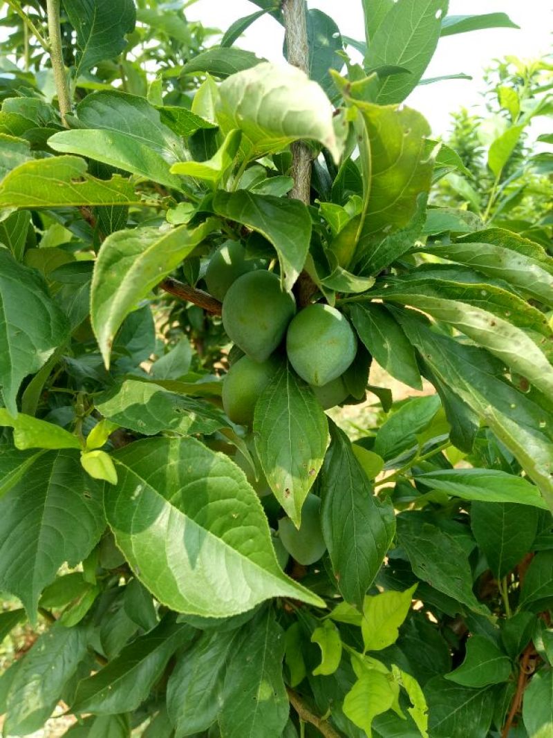 吉圣李子苗