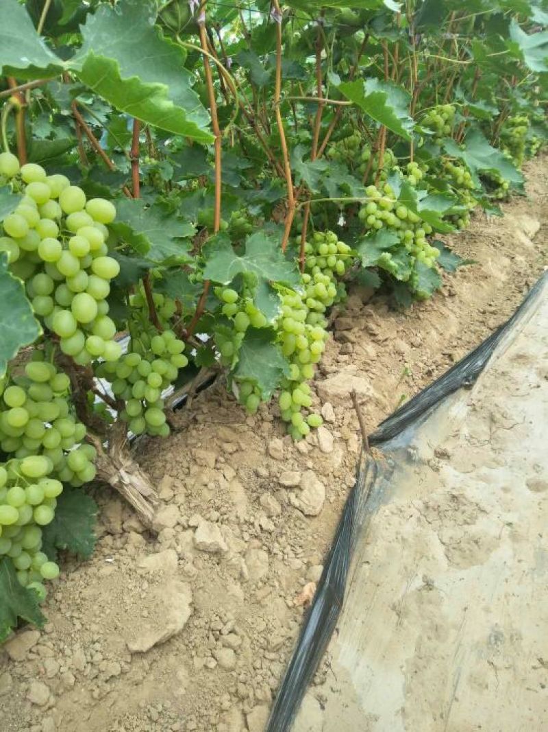 维多利亚葡萄万亩基地品质保障大量上市