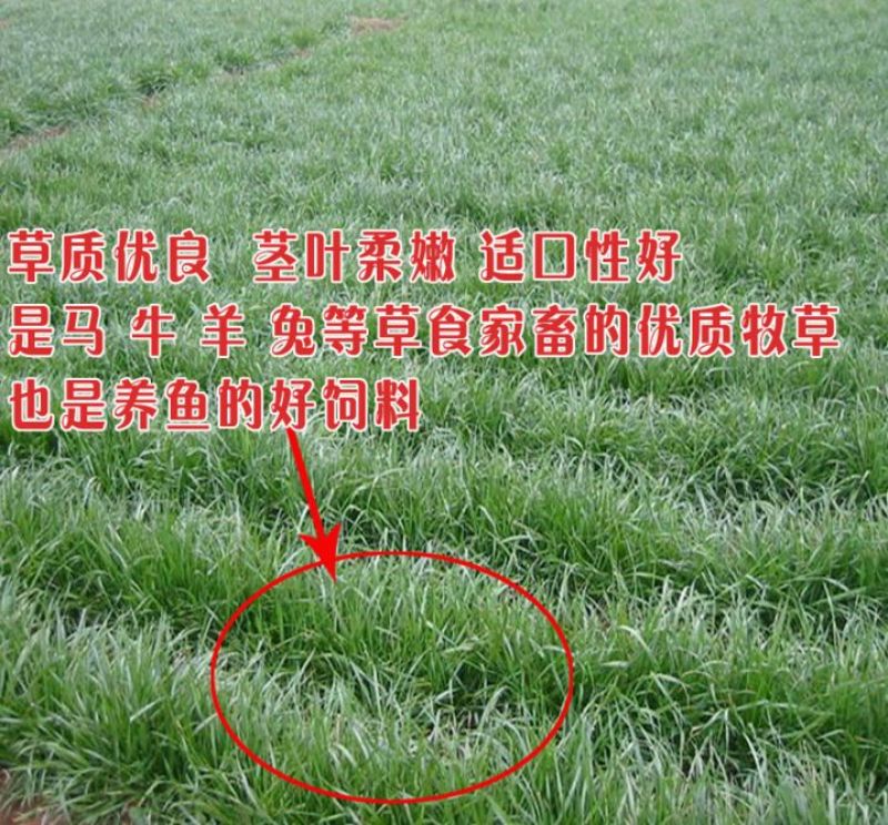 牧草种子黑麦草种子多年生草种