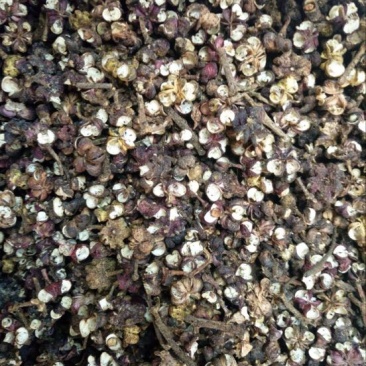 吴茱萸中花统