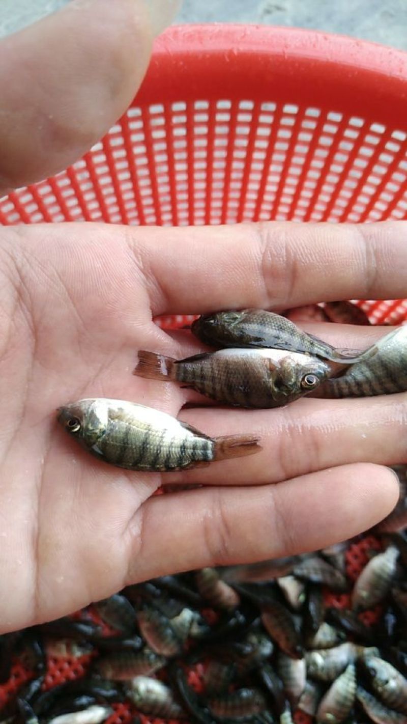 亲亲鱼，洗脚妹🐟