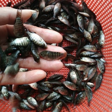 亲亲鱼，洗脚妹🐟