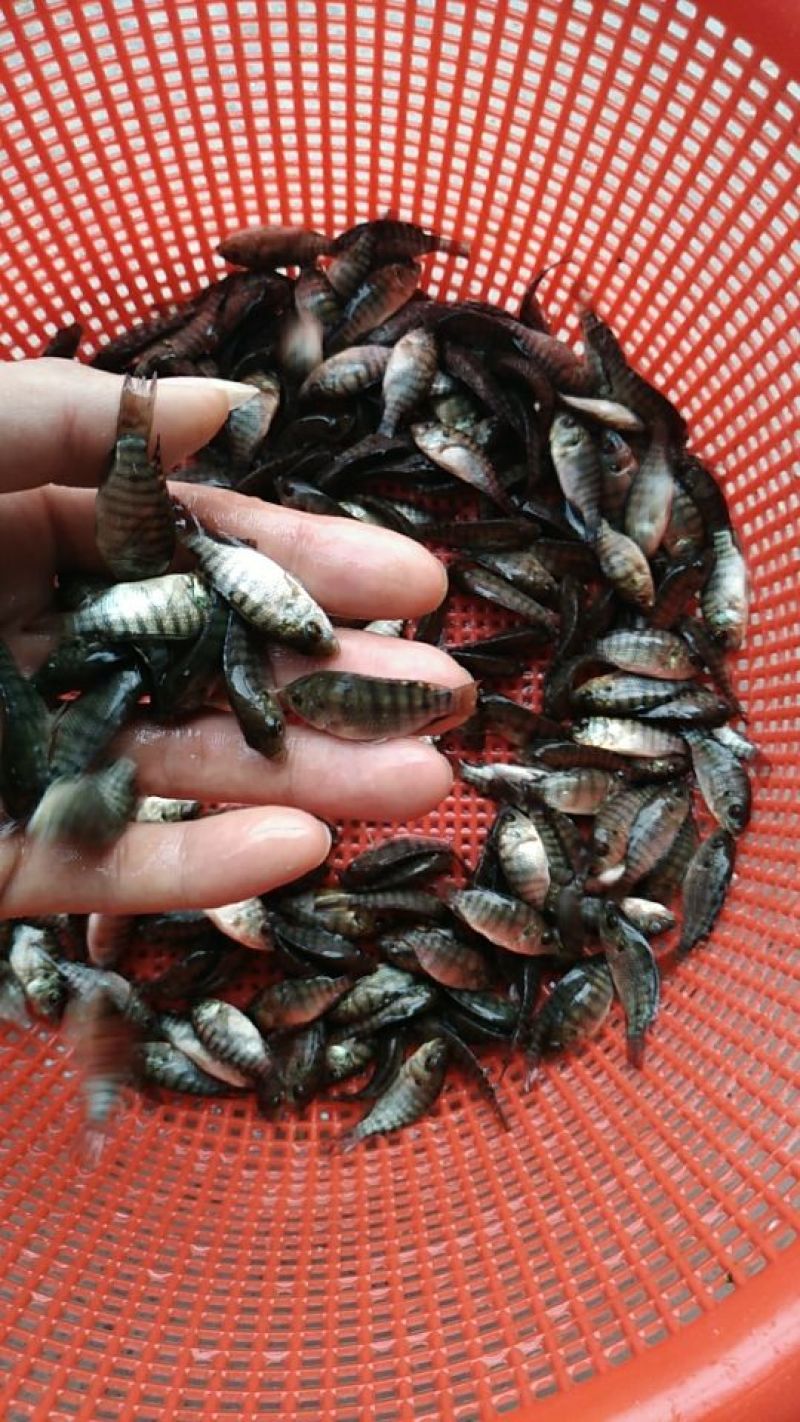 亲亲鱼，洗脚妹🐟