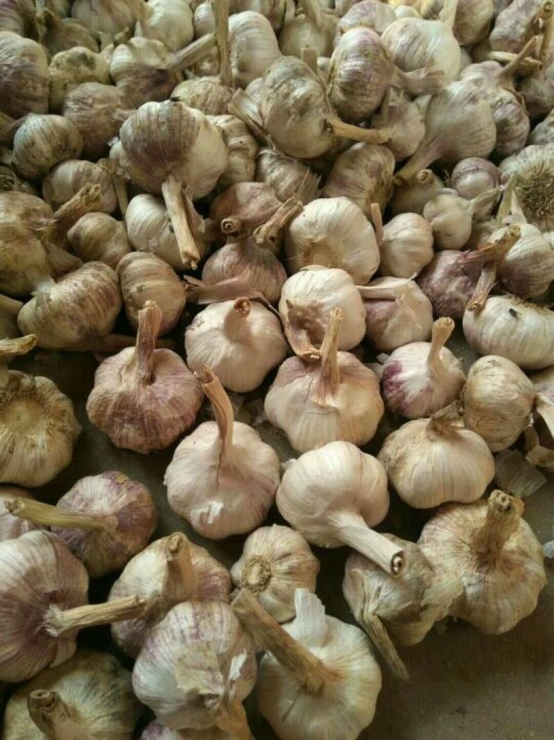 山东东明红皮大蒜，个头大，没蒜芯，品质好