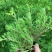 佛甲草