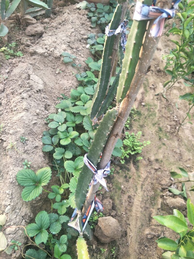 红心火龙果苗火龙果苗品种纯质量如图