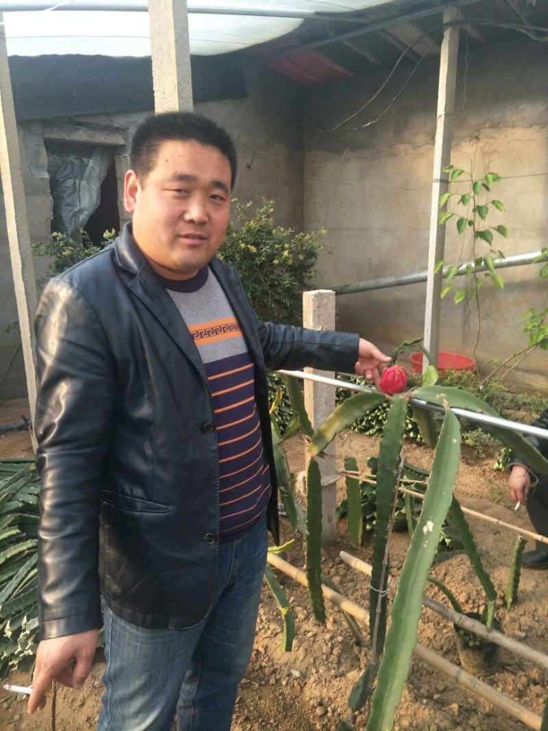 红心火龙果苗火龙果苗品种纯质量如图