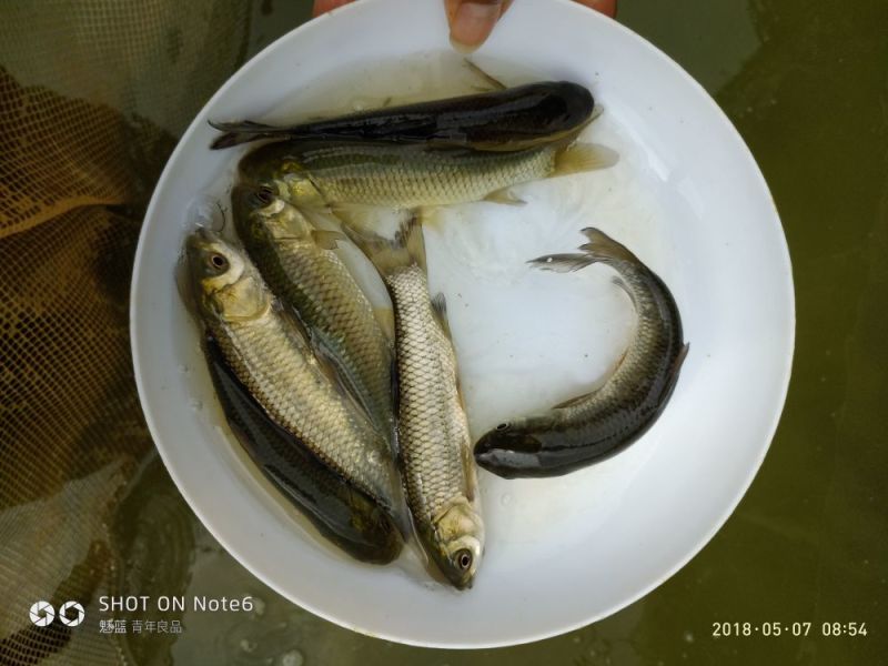 各种鲩鱼长江鲩金丝鲩