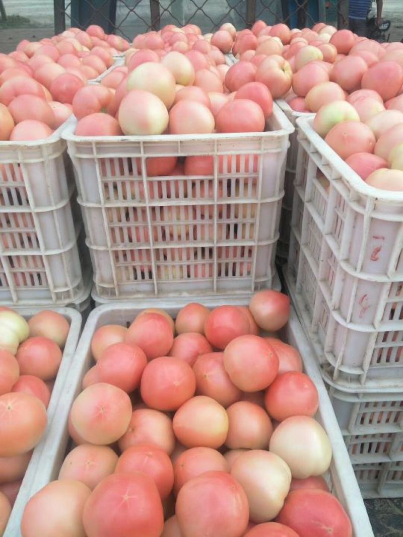 硬粉西红柿硬粉弧三以上，精品中期质量。