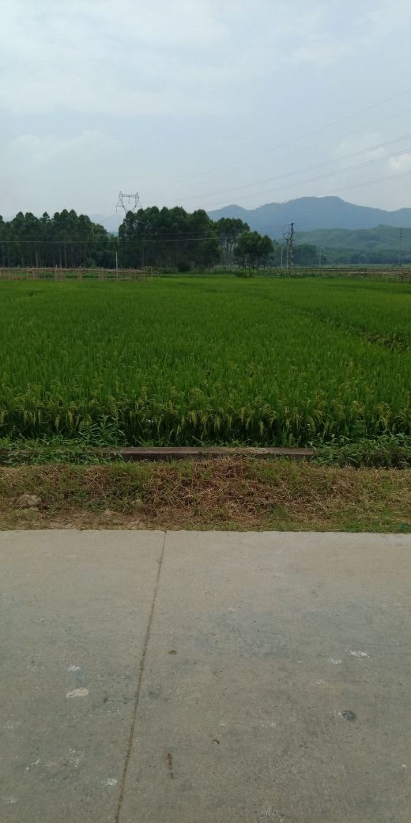 稻谷