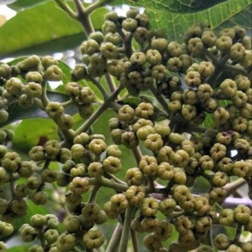 吴茱萸中花统