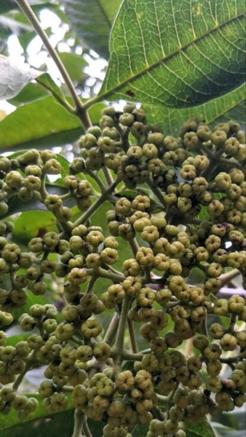吴茱萸中花统